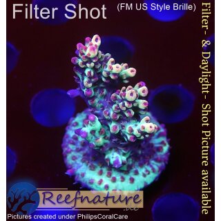 4B2-5 WYSIWYG -  Acropora strawberry shortcake, Höhe 39mm
