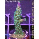 4B2-5 WYSIWYG - Acropora  Joker, Höhe 48mm
