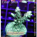 4B2-5 WYSIWYG - Acropora  sp., Höhe 37mm