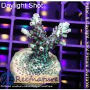4B2-5 WYSIWYG - Acropora  sp., Höhe 37mm