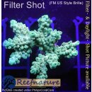 4B2-5 WYSIWYG - Acropora  sp. Tisch Höhe 28mm