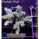4B2-5 WYSIWYG - Acropora  sp. Tisch Höhe 28mm