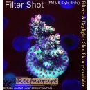 4B2-5 WYSIWYG -  Acropora strawberry shortcake, Höhe...