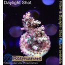 4B2-5 WYSIWYG -  Acropora strawberry shortcake, Höhe 39mm