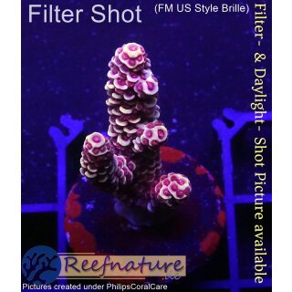 4B2-7 WYSIWYG - Acropora millepora, Höhe 35mm