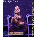 4B2-7 WYSIWYG - Acropora millepora, Höhe 35mm