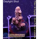 4B2-7 WYSIWYG - Acropora sp.,Höhe52mm