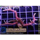 4B2-7 WYSIWYG - Seriatopora Hystrix, Höhe 43mm