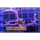 4B2-7 WYSIWYG - Seriatopora Hystrix, Höhe 43mm