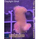 4B2-7 WYSIWYG - Stylophora Fiji  , Höhe 33mm