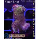 4B2-7 WYSIWYG - Stylophora Fiji  , Höhe 33mm