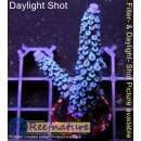4B2-8 WYSIWYG - Acropora hoeksemai Höhe 52mm