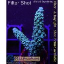 4B2-8 WYSIWYG - Acropora hoeksemai Höhe 52mm
