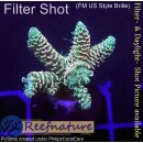 4B2-8 WYSIWYG - Acropora millepora Höhe 30mm