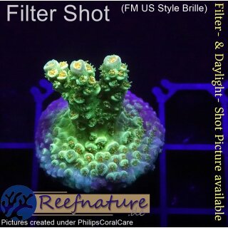 4B1-8 WYSIWYG - Acropora Florida Gelb, Höhe 27mm