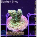 4B1-8 WYSIWYG - Acropora Florida Gelb, Höhe 27mm