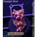 4B1-8 WYSIWYG - Acropora Red Planet Höhe 21mm
