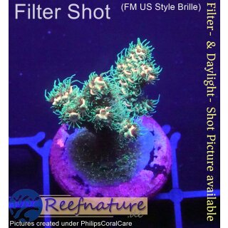 4B3-1 WYSIWYG - Acropora millepora, Höhe 29mm