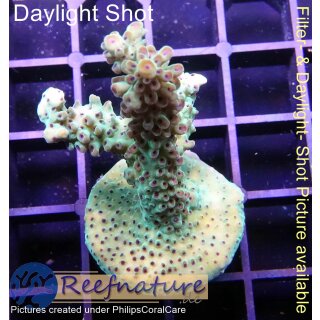 4B3-1 WYSIWYG - Acropora sp. Höhe 48mm