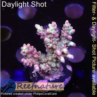 4B3-1 WYSIWYG -  Acropora strawberry shortcake, Höhe 37mm