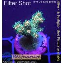 4B3-1 WYSIWYG - Acropora millepora, Höhe 29mm