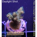 4B3-1 WYSIWYG - Acropora millepora, Höhe 29mm