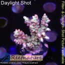 4B3-1 WYSIWYG -  Acropora strawberry shortcake, Höhe...