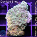 4B3-1 WYSIWYG - Montipora sp. Platte gelb