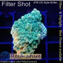 4B3-1 WYSIWYG - Montipora sp. Platte gelb