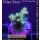 4B3-1 WYSIWYG - Acropora millepora, Höhe 29mm
