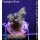 4B3-1 WYSIWYG - Acropora millepora, Höhe 29mm