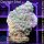 4B3-1 WYSIWYG - Montipora sp. Platte gelb