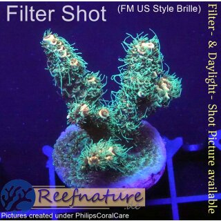 4B3-2 WYSIWYG - Acropora millepora, Höhe 37mm