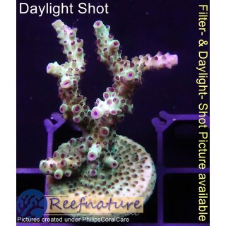 4B3-2 WYSIWYG - Acropora sp., Höhe 45mm