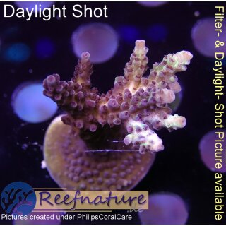 4B3-2 WYSIWYG - Acropora sp, Höhe 46mm