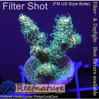 4B3-2 WYSIWYG - Montipora grafted Grade_A