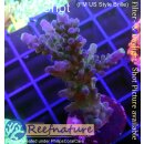 4B3-2 WYSIWYG - Acropora blau, Höhe 62mm