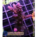 4B3-2 WYSIWYG - Acropora blau, Höhe 62mm