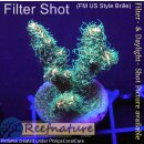 4B3-2 WYSIWYG - Acropora millepora, Höhe 37mm
