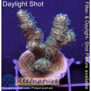 4B3-2 WYSIWYG - Acropora millepora, Höhe 37mm