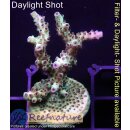 4B3-2 WYSIWYG - Acropora sp., Höhe 45mm