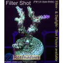 4B3-2 WYSIWYG - Acropora sp., Höhe 45mm