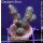 4B3-2 WYSIWYG - Acropora millepora, Höhe 37mm
