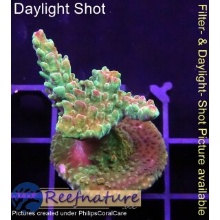 4B3-3 WYSIWYG - Acropora Mango Garden, Höhe 37mm