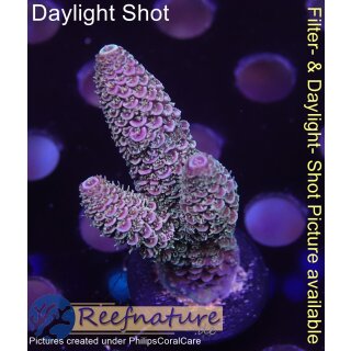 4B3-3 WYSIWYG - Acropora spathulata, Höhe 46mm