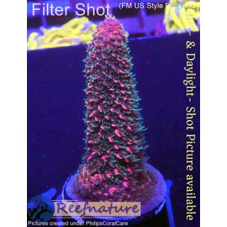 4B3-3 WYSIWYG - Acropora staghorn RED, Höhe 48mm