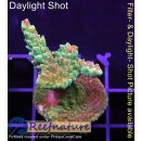 4B3-3 WYSIWYG - Acropora Mango Garden, Höhe 37mm