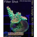 4B3-3 WYSIWYG - Acropora Mango Garden, Höhe 37mm