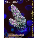 4B3-3 WYSIWYG - Acropora spathulata, Höhe 46mm
