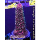 4B3-3 WYSIWYG - Acropora staghorn RED, Höhe 48mm